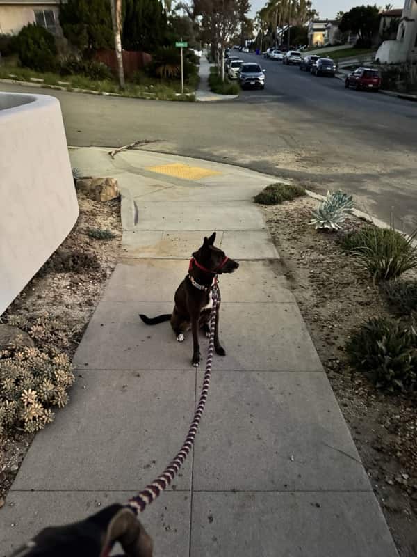 A picture of a black dog named Bowie sitting, taken on January 16 2026 at 6:27 am